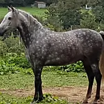 La Roulotte Du Pinleu 4* Pernes-les-Boulogne