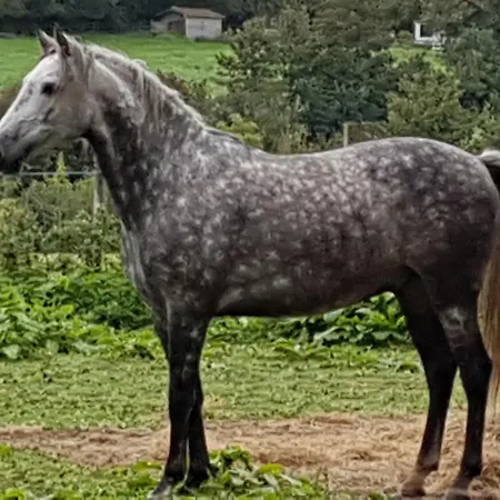 La Roulotte Du Pinleu 4* Pernes-les-Boulogne